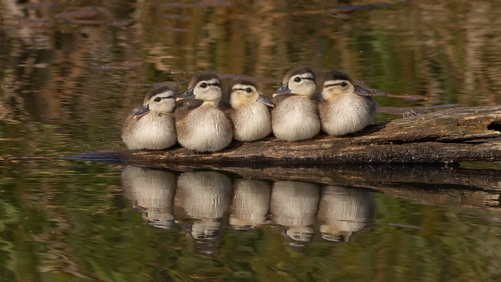 开云体育APP下载-壁垒与利刃，当莱比锡筑起高墙，加克波在亚平宁亮出锋芒